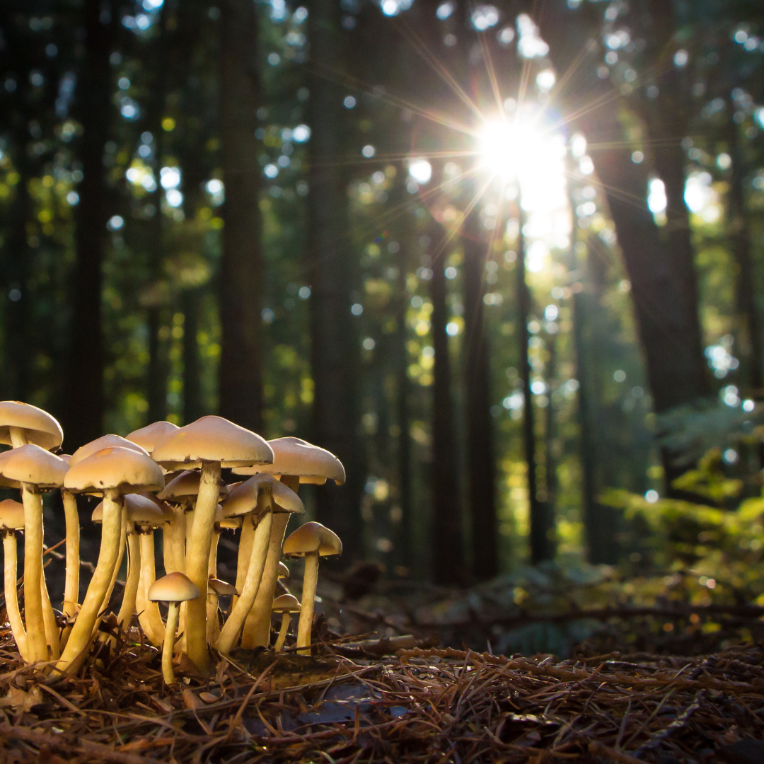 Exploring the Microdosing Schedule: How to Get the Best Results